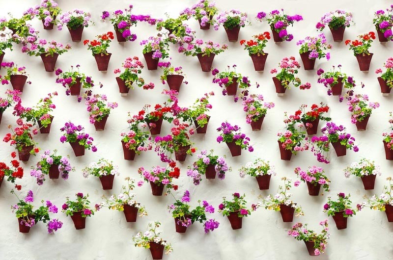 Pots de Fleurs sur le Mur wallpaper mural