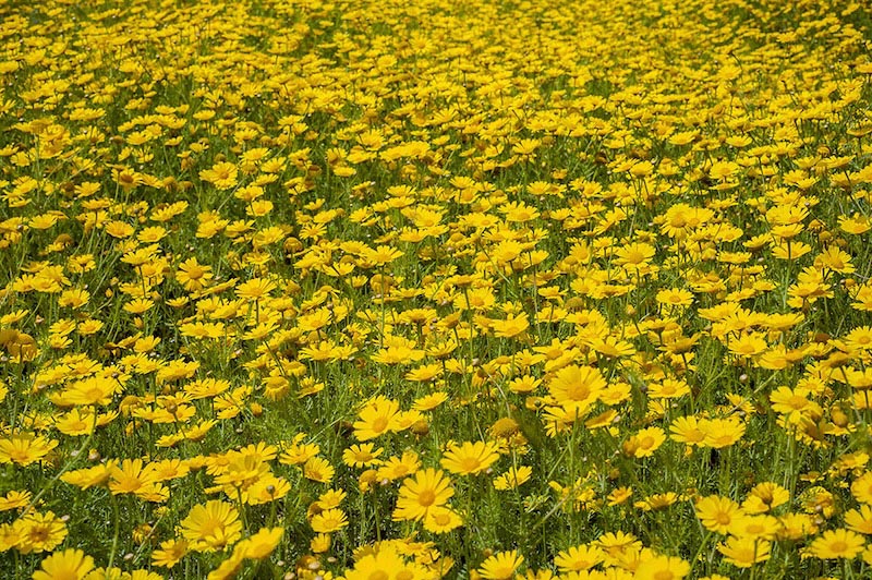 Marguerites Jaunes wallpaper mural