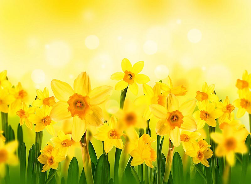 Soleil et Fleurs wallpaper mural