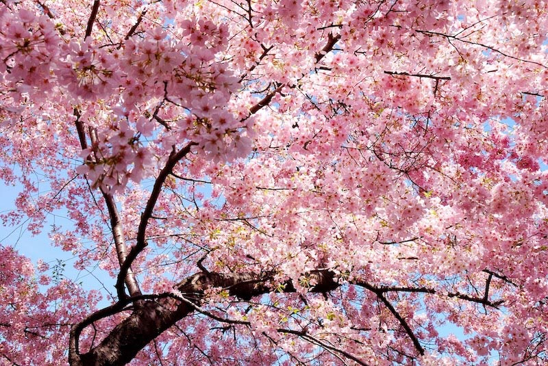 Je m’Appelle Printemps wallpaper mural