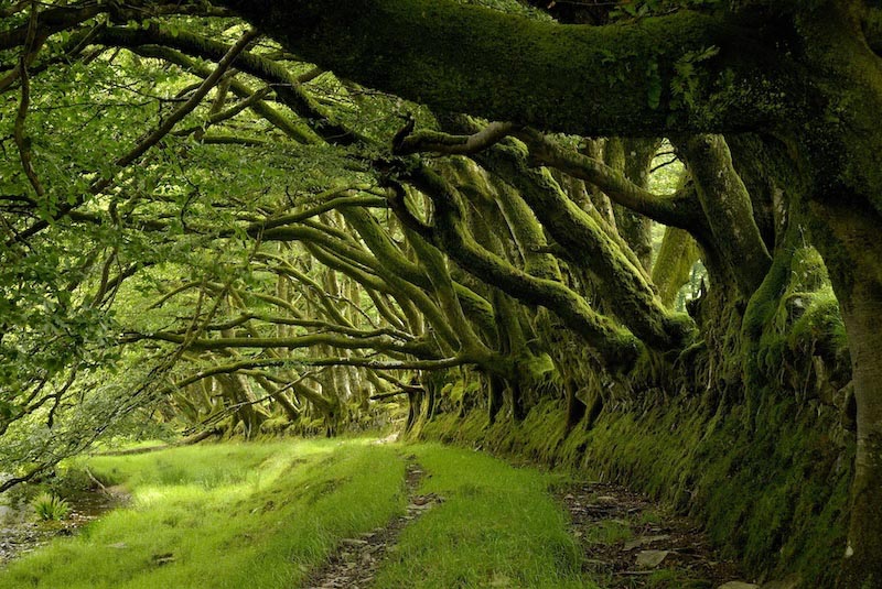 Entre les Arbres wallpaper mural