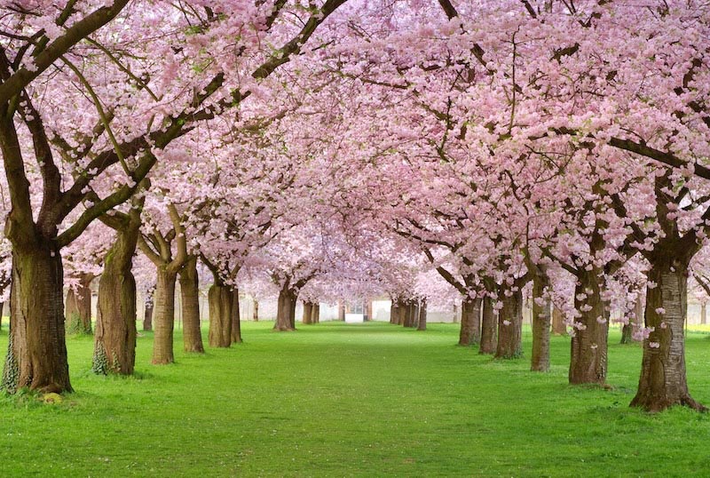Arbres Fleuris wallpaper mural