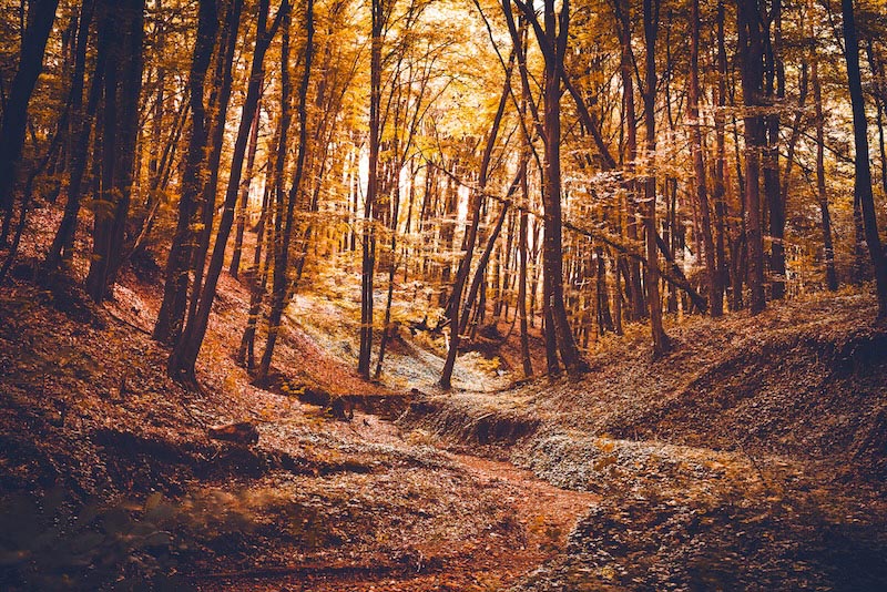 Forêt de Sherwood wallpaper mural