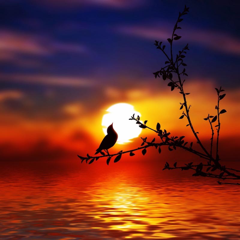 Oiseau Triste wallpaper mural