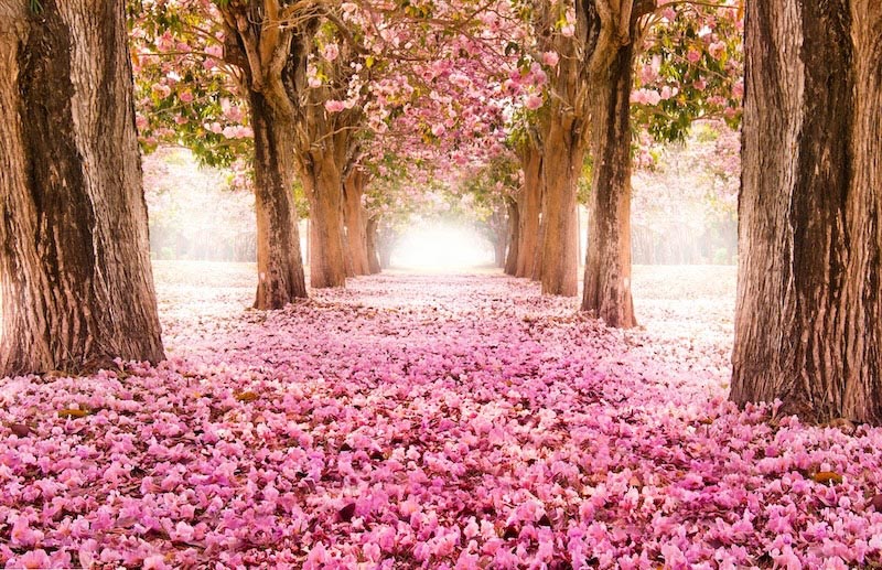 Cerise wallpaper mural
