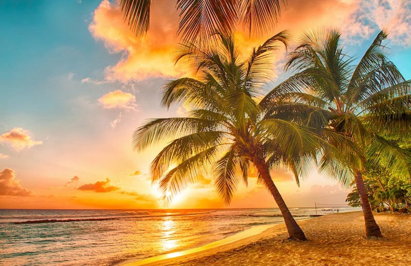 Coucher de Soleil et Palmiers wallpaper mural