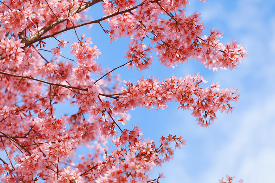 Arbre à Fleurs de Cerisier wallpaper mural