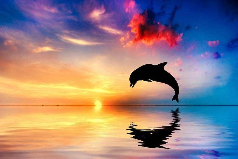 Flipper wallpaper mural