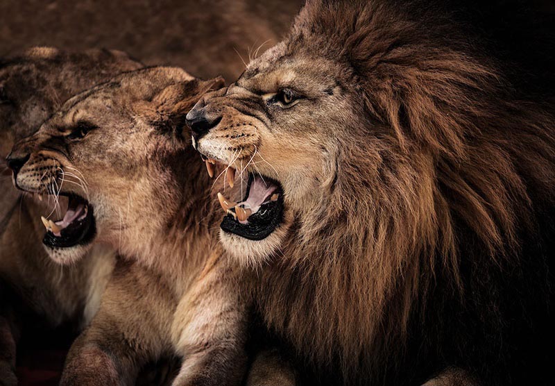 Mon Lion wallpaper mural