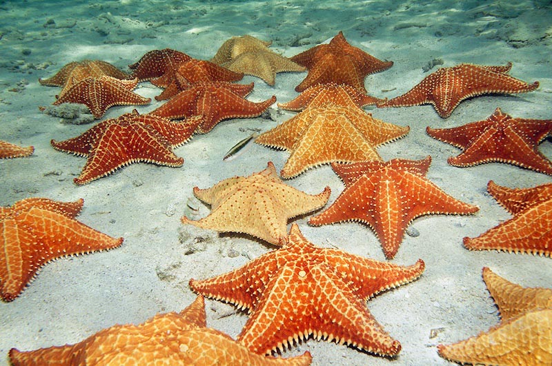 Étoile de Mer wallpaper mural