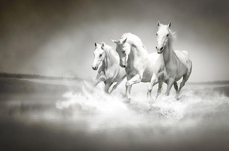 Chevaux dans l’Océan wallpaper mural
