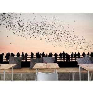 Oiseaux et Gens