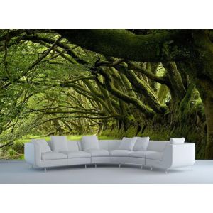 Entre les Arbres