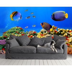 Poisson Coloré