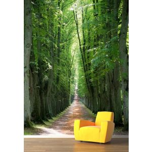 Sentier dans la Forêt Secrète