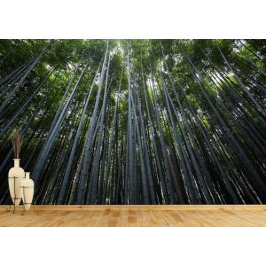 Peupleraies dans le Ciel