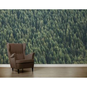 Arbres de Verre Adjoints