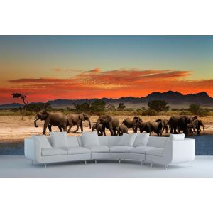 Éléphants en Pause