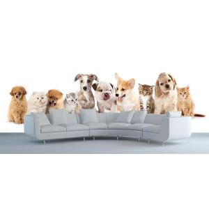 Chiens et Chats