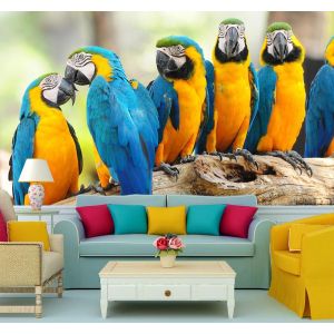 Perroquets Jaune et Bleu Foncé