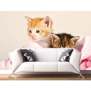 Chatons