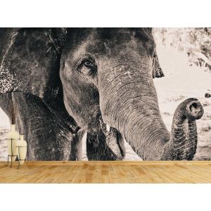 Éléphant Noir et Blanc