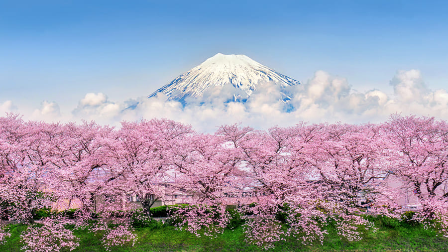 Papier Peint Mont Fuji Fleur de Cerisier