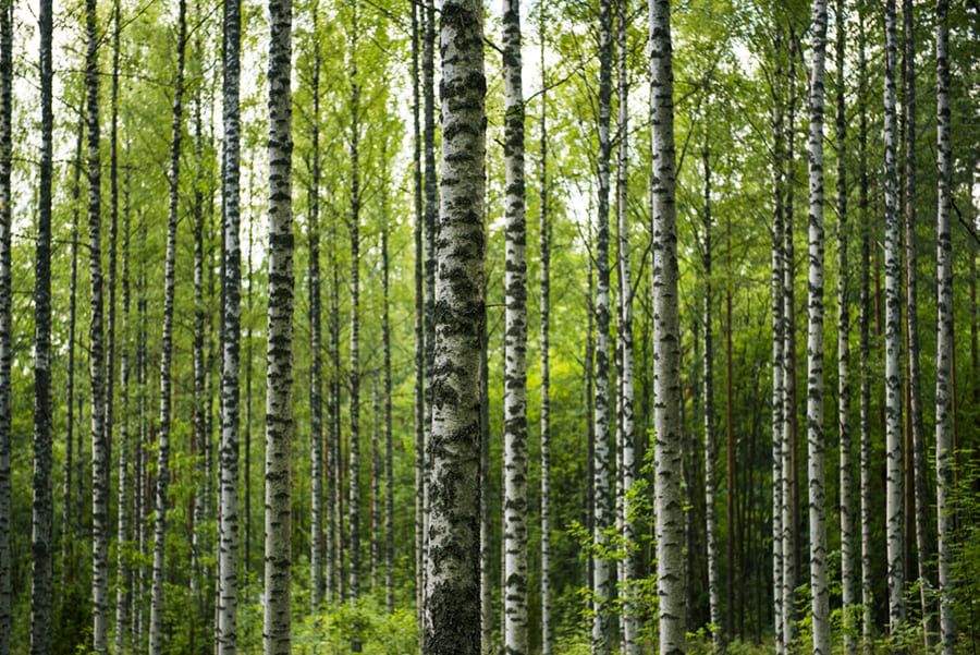 Papier Peint Forêt de Bouleaux